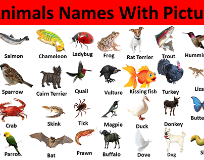 Animals Name in Hindi and English with Pictures