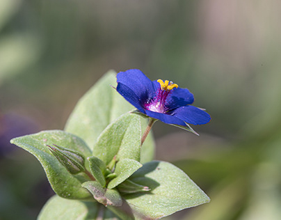 Wildflowers - Greater Bendigo National Park.