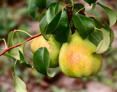 Pears in my garden