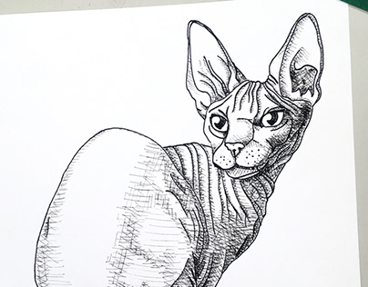 Hairless Cat Projects | Photos, videos, logos, illustrations and branding  on Behance