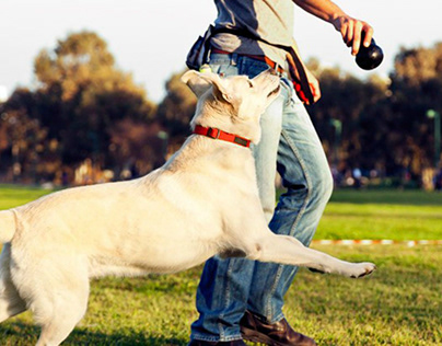 Stephanie Taunton | tips help in dog training