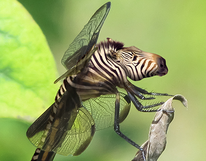 Mythological Creature - “Zebrafly”