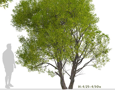 Set of Salix Fragilis Trees (Crack willow) (2 Trees)