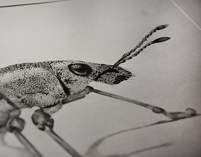 Insect study | Lucile