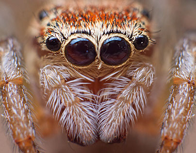 Portraits of spiders