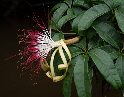 Guyane Wild Flowers