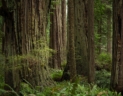 Redwoods Winter '16