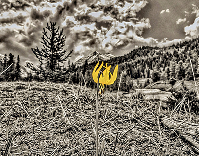 Glacier Lily ~ First shot to final edit