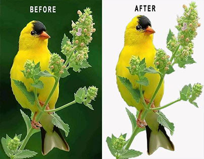 photo editing & background removal service