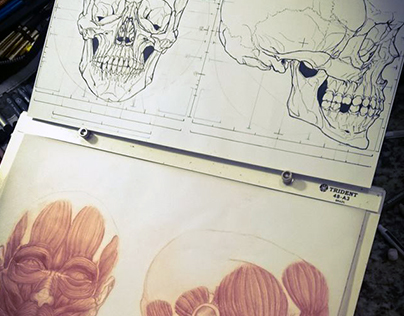 Skull, Anatomy
