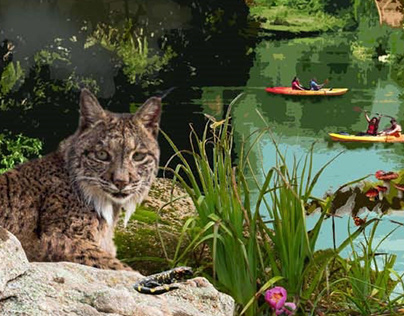 Iberian Lynx tourism posters