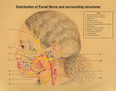 Distribution of Facial Nerve and surrounding structures