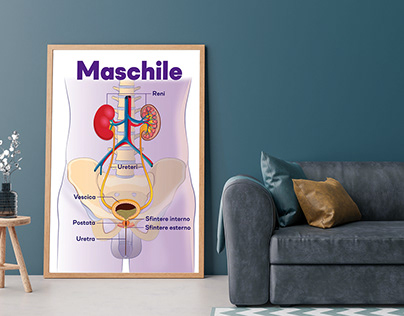 Project thumbnail - Medical Poster Urinary System