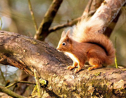 Red Squirrel, Scotland