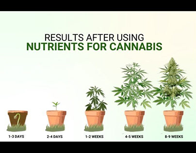 Organic Nutrients for Cannabis