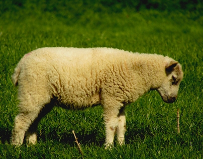 Lamb at Duncombe Park