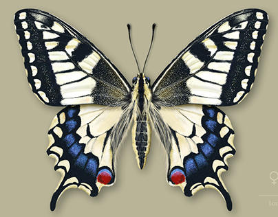 Entomological Scientific Illustration
