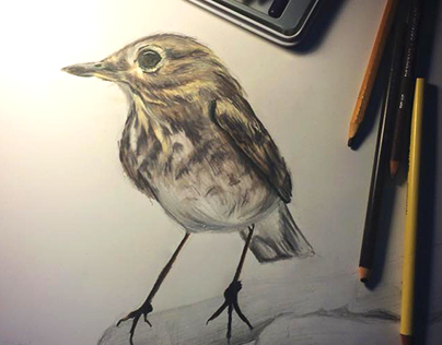 Perched Bird - Colored Pencil Sketch