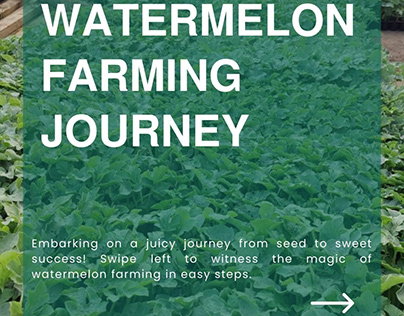 Watermelon Farming Journey