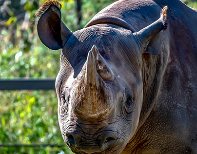Taronga - Western Plains Zoo - Dubbo