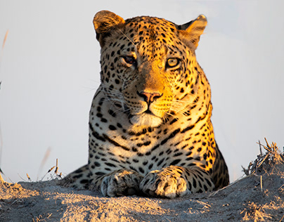 Leopards of Sabi Sands, Kruger National Park