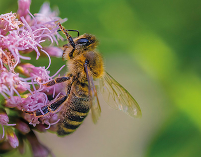 Fleißige Bienen