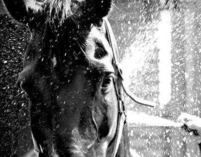 Equine photos (black and white)