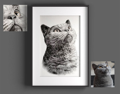 Katzenportraits Katzenzeichnung schwarz weiß