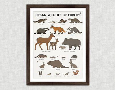 Identification Chart for Urban Wildlife of Europe