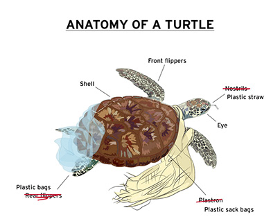 Mockumentary on Anatomy of a Turtle