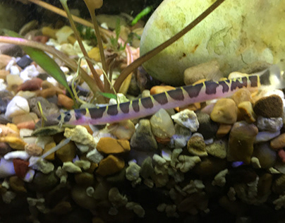 What To Do With An Escape Kuhli Loach
