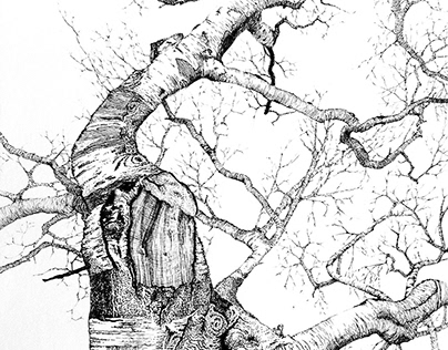 Crooked birch