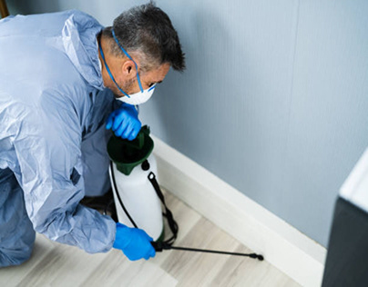 Pest Control Service in Hollywood