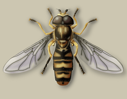 Syrphid (Diptera) in realistic 3D style