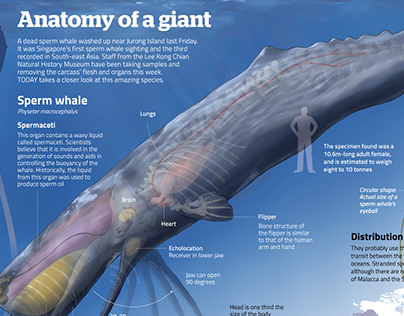Anatomy of a giant