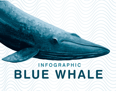 Infográfico: Baleia-Azul