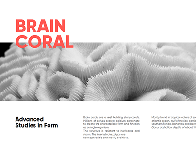 Brain Coral : Form Analysis