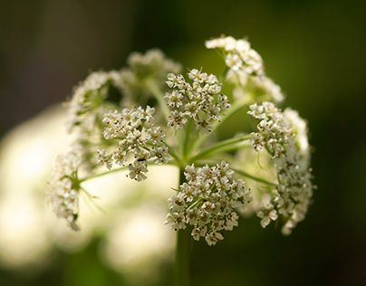White Parsley Flowers