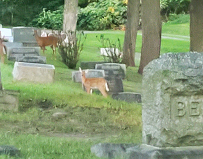 Deer show up for funeral