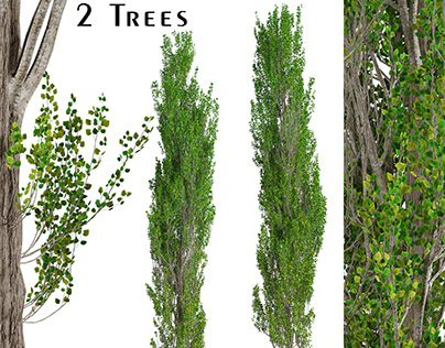 Set of Lombardy poplar Trees (Populus nigra Italica)