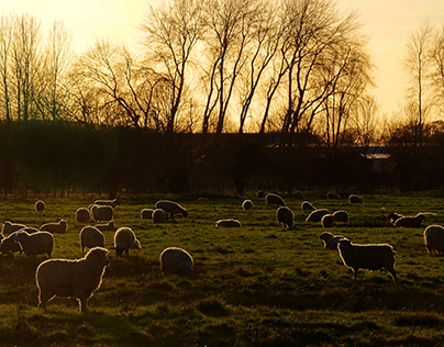 Sheep at dusk