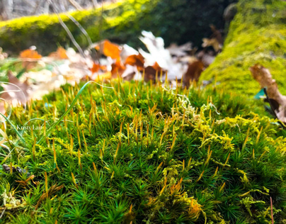 Moss on the Forest floor