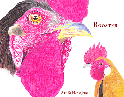 Zoological Scientific Illustration " Rooster "