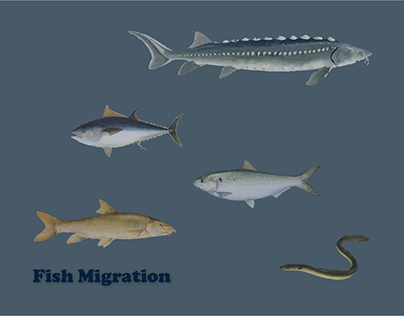 Information Design - Fish migration poster