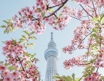 SAKURA in Tokyo | cherry blossom