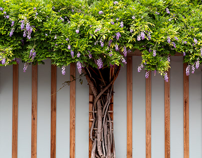 Purple flowering wisteria