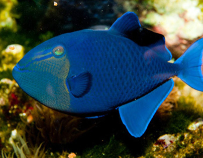 "Niger Triggerfish: Elegance in the Saltwater Aquarium"