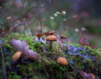 Mushrooms / Champignons