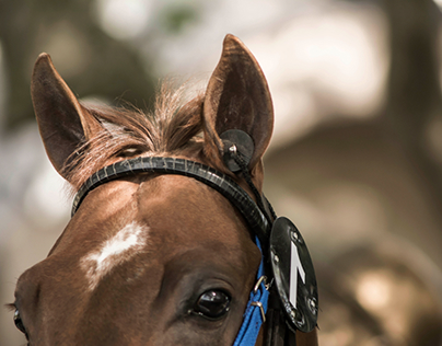 Equine photography • It´s not about winning