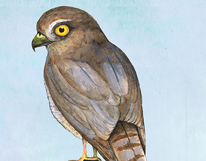 Sparrow hawk
